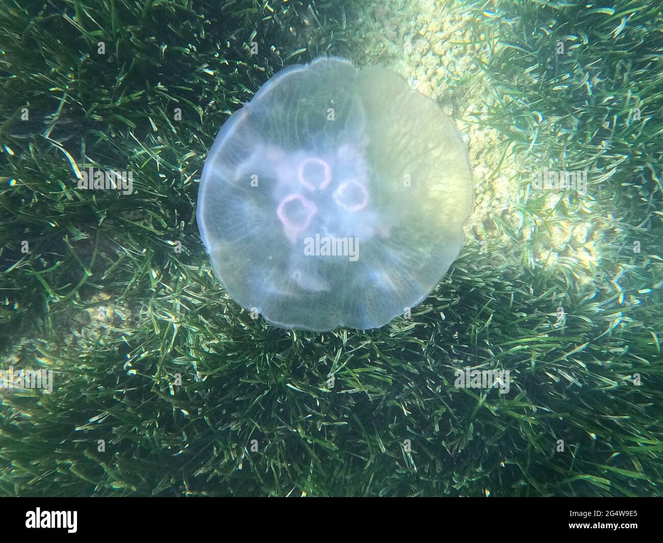 mondqualle, aurelia aurita, gewöhnliche Qualle Stockfoto