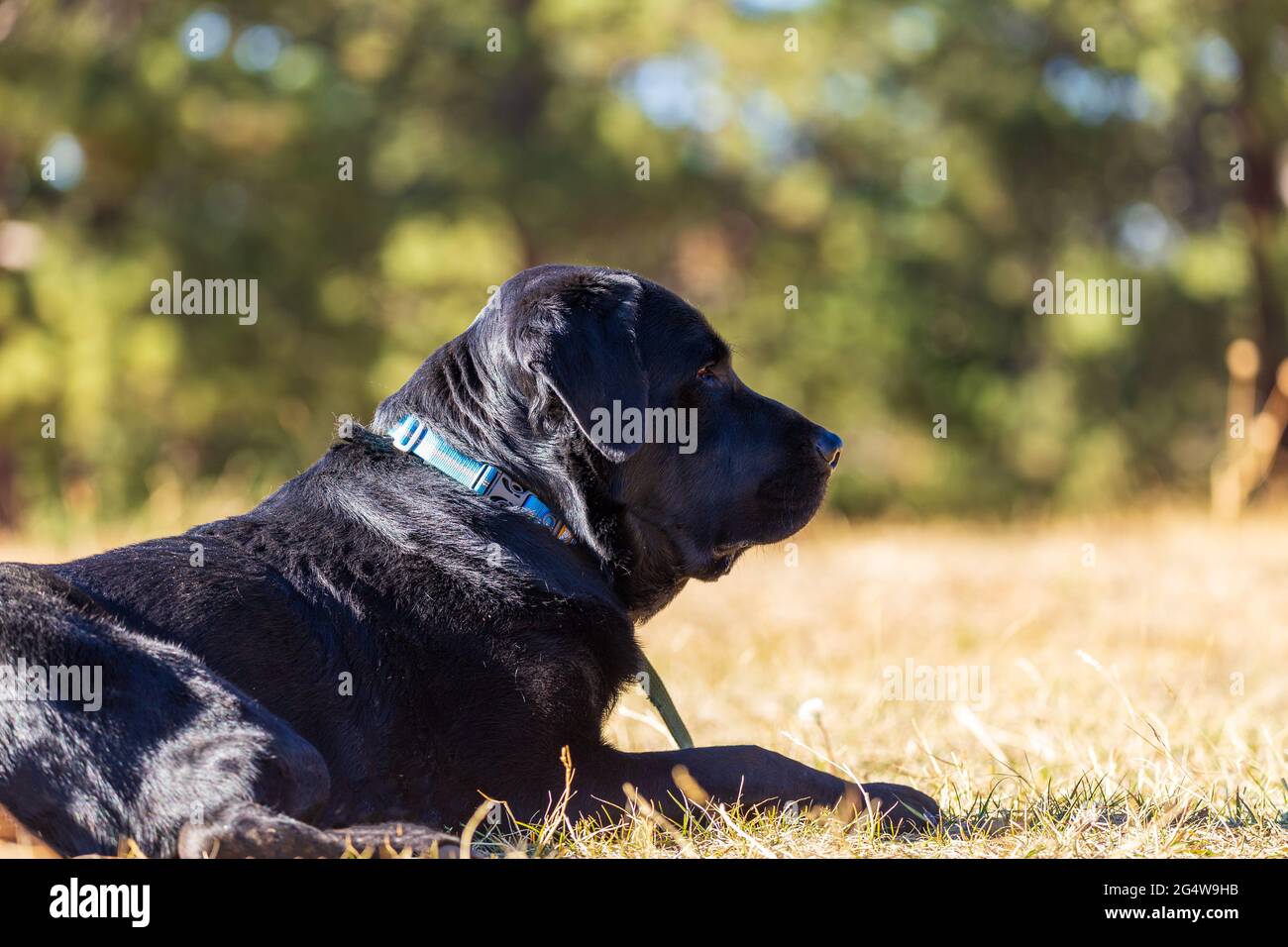 Der schwarze labrador Retriever-Hund liegt im Gras des Genesse Park in den Rocky Mountains und blickt in der Ferne mit einer Gruppe von Bäumen hinter sich Stockfoto