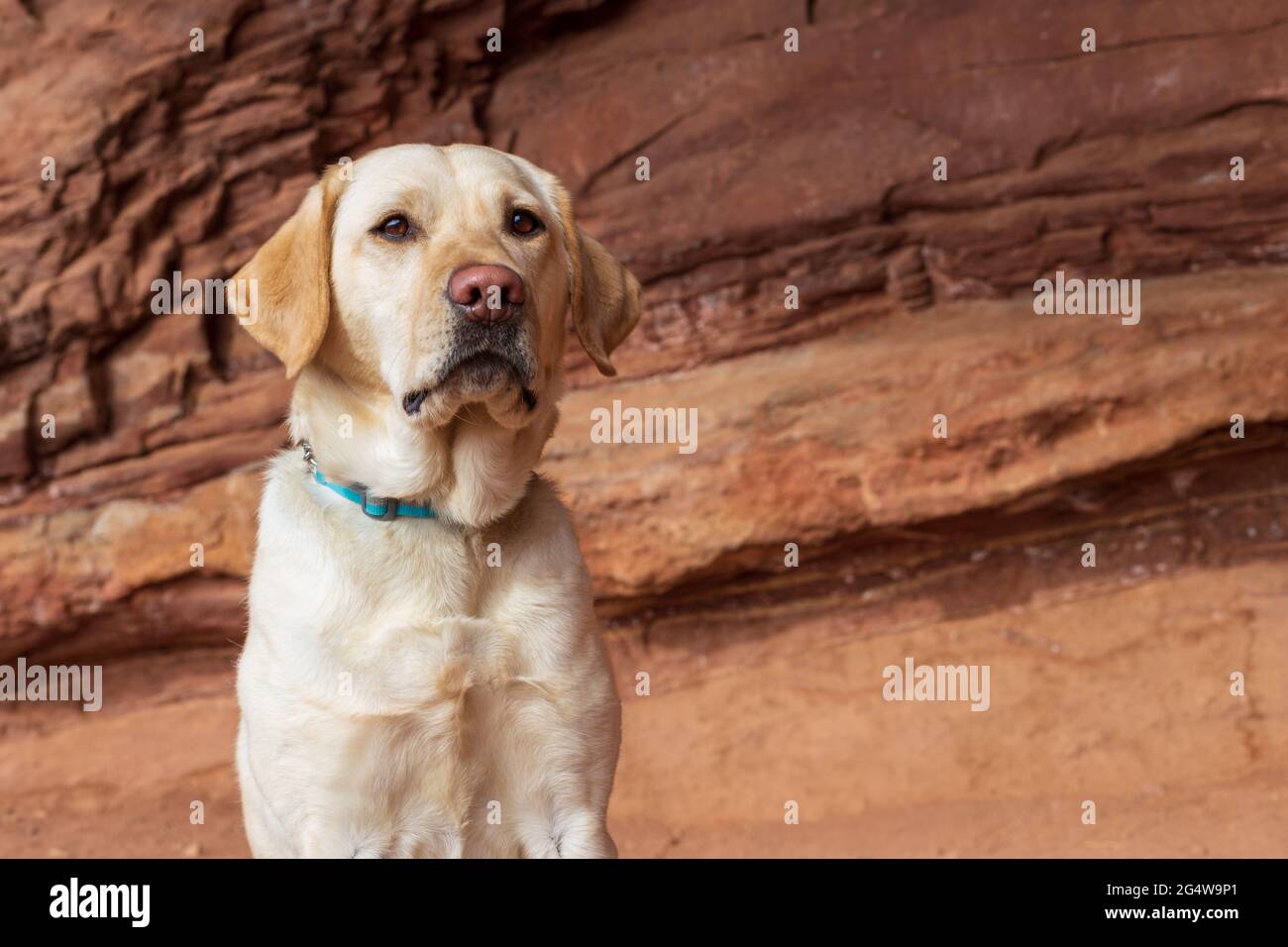 Der gelbe labrador Retriever sitzt ruhig vor roten Felsen und blickt in die Ferne Stockfoto