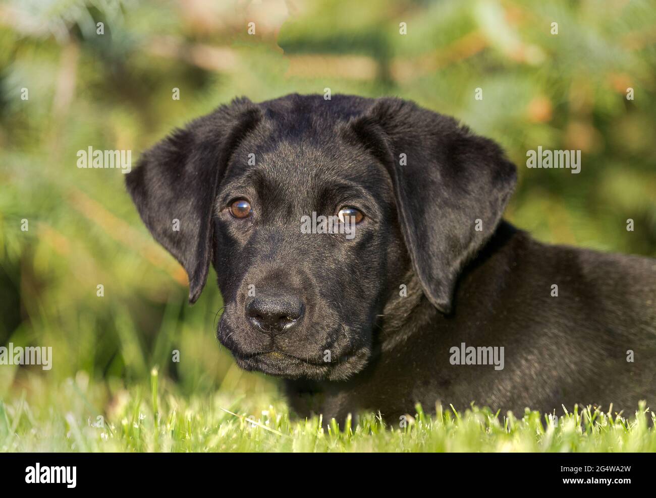 Niedlicher und charmanter schwarzer labrador Retriever Welpe legt sich ins Gras und schaut direkt auf die Kamera Stockfoto