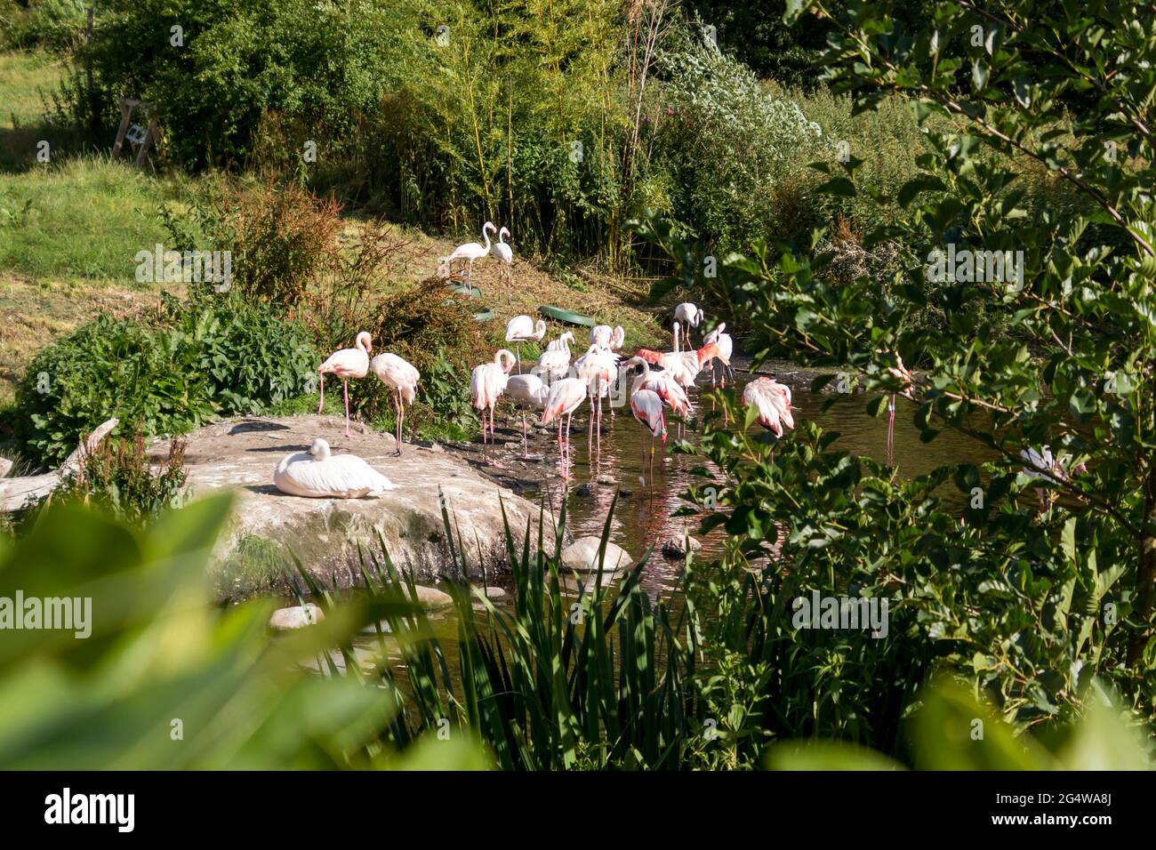 Ebeltoft, Dänemark - 21. Juli 2020: Flamingos an einem kleinen See, rosa Flamingos Stockfoto