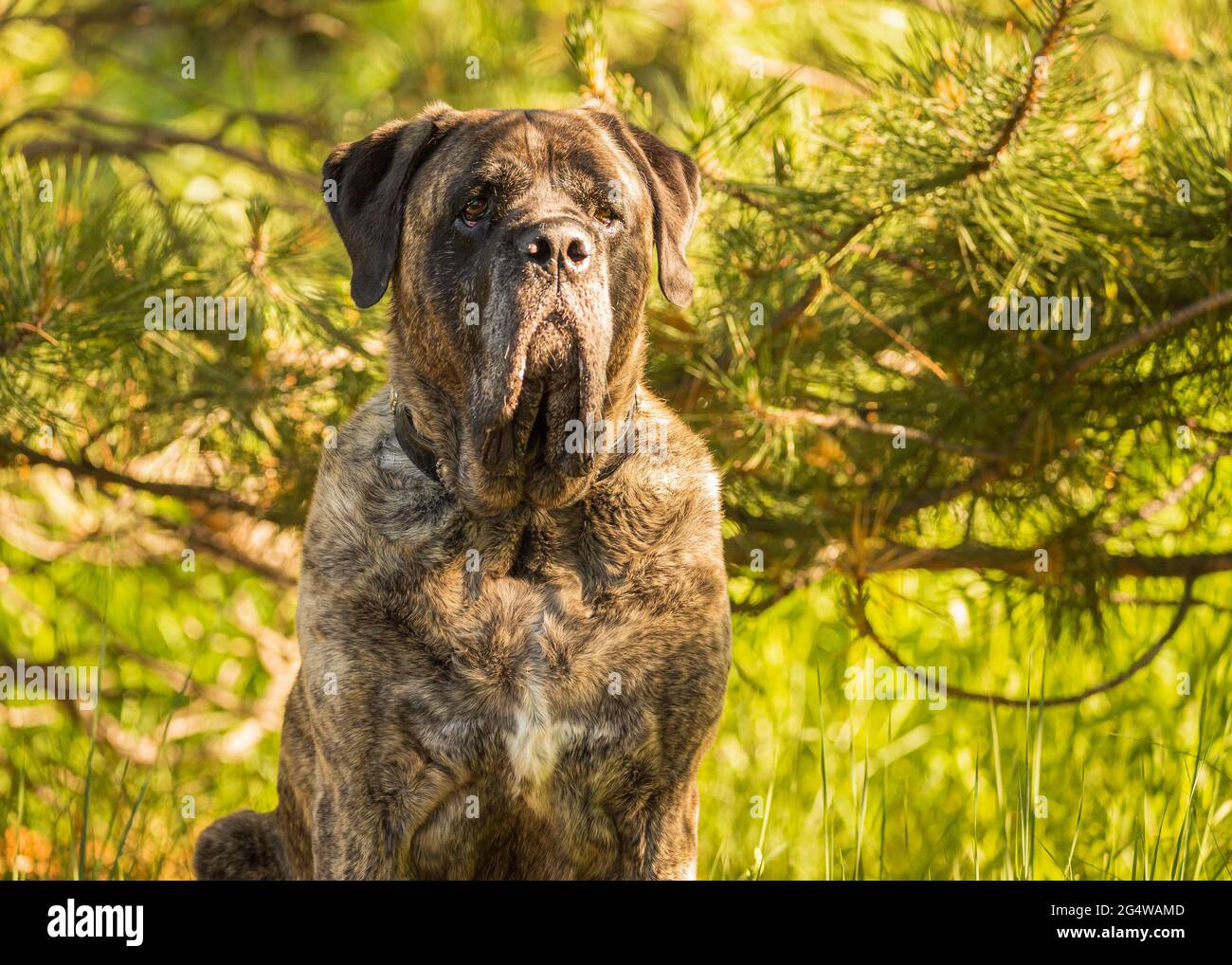 Brindlder Mastiff sitzt inmitten eines Baumwaldes Stockfoto