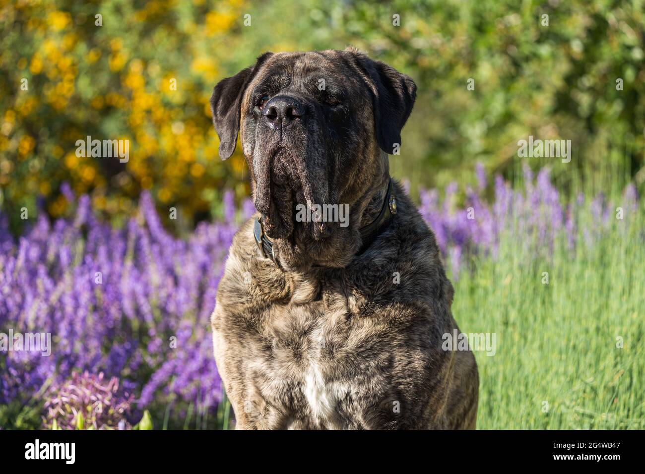 Brinle Mastiff sitzt in einem Feld von grünen und lila Blüten Stockfoto
