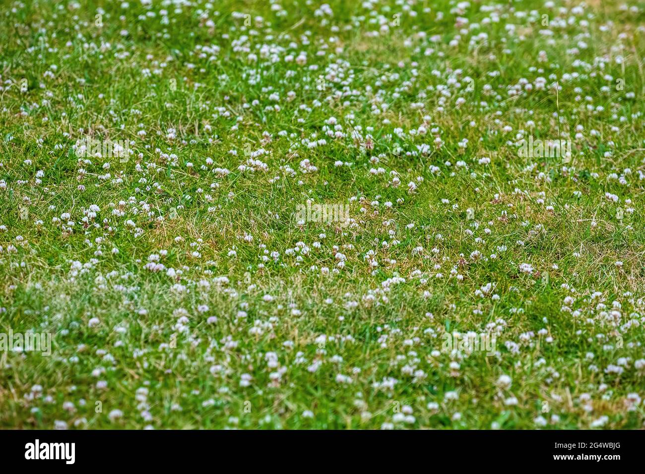 Heimischer Gartenrasen, der natürlich mit Kleeblatt Lotus corniculatus wachsen darf, der Bienen, Schmetterlingen, Vögeln und Insekten Nektar liefert Stockfoto