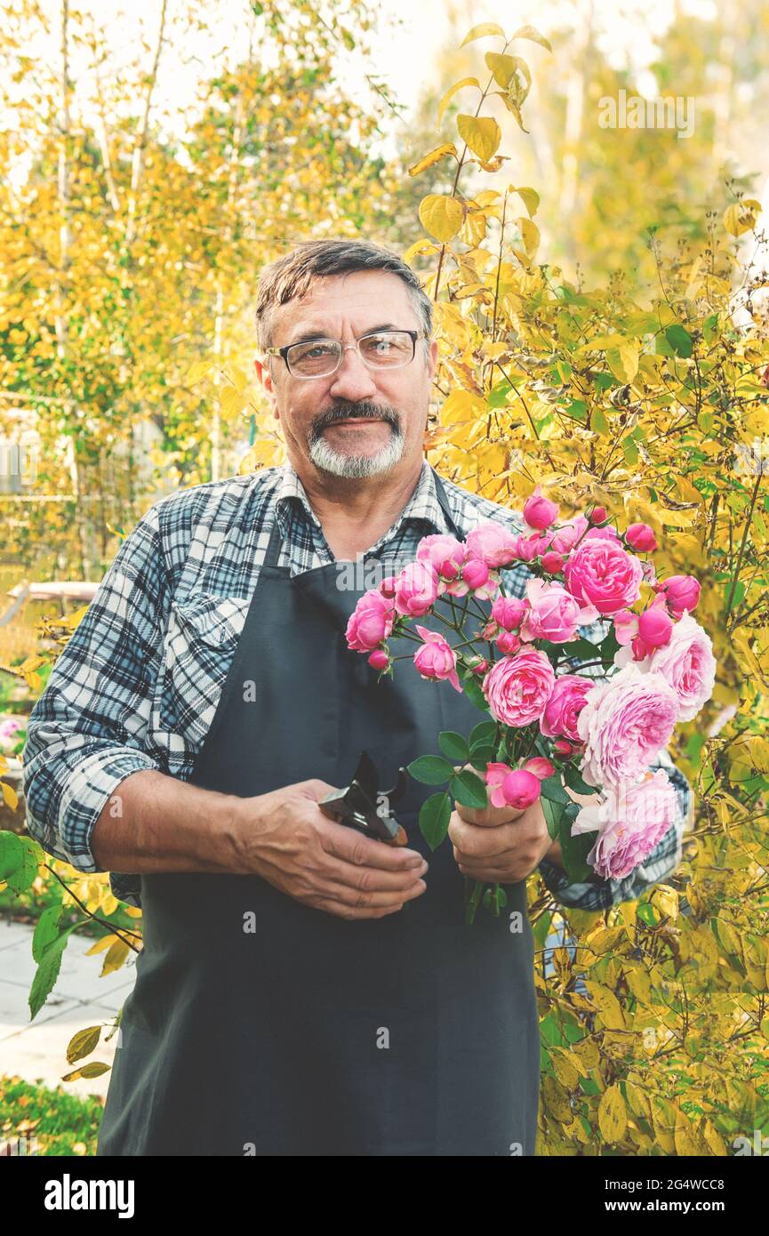 Älterer Gärtner mit einem Strauß Rosen. Älterer Mann mit einem Bart hält einen Strauß rosa Rosen im Garten geschnitten. Stockfoto