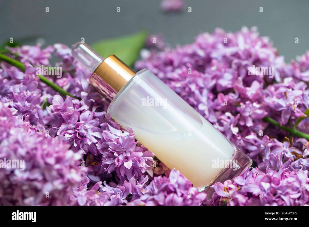 Spa-Öl oder Serum mit Fliederblüten. Serum- oder Aromaöl und Fliederblüten, Beauty-, Spa- und Hautpflegeprodukt Stockfoto