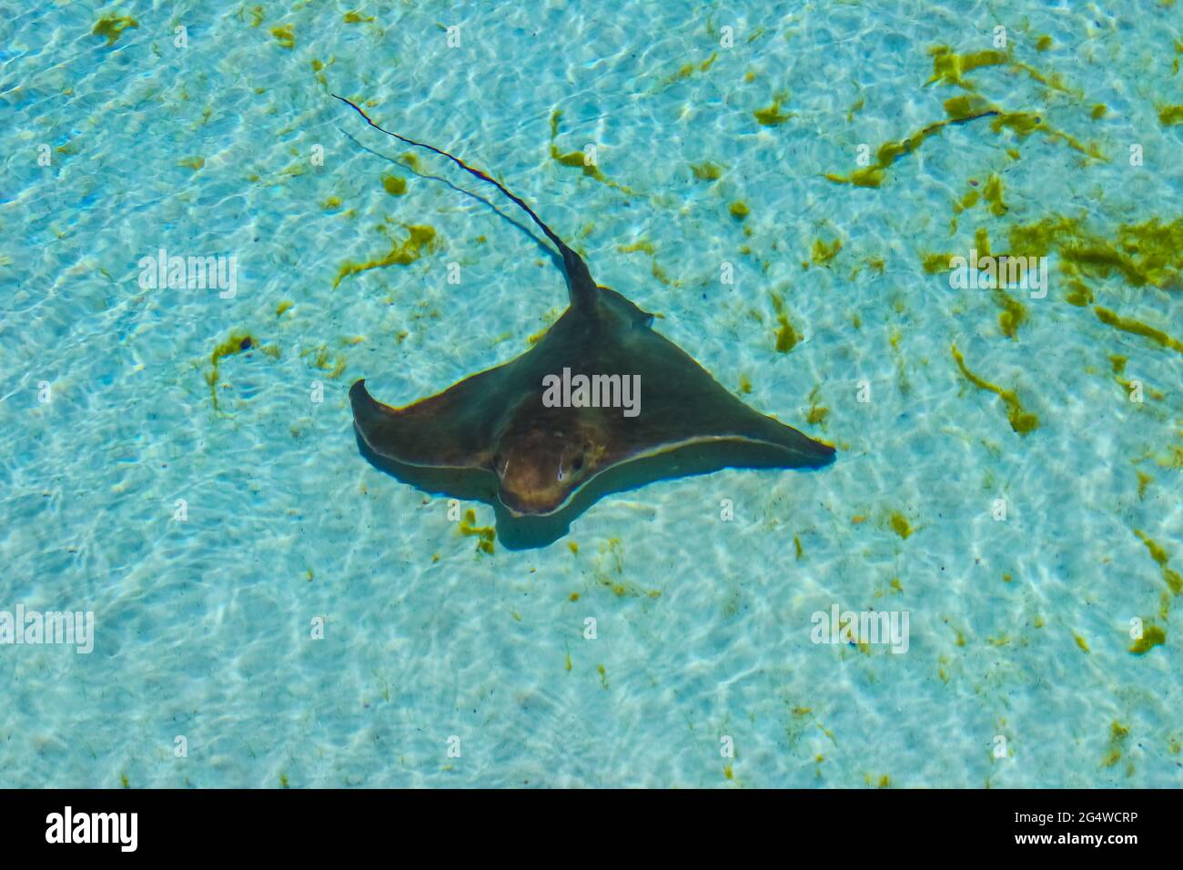 Ein südlicher Stachelrochen rührt den Sand auf, indem er seine Flossen schlägt und Wasserströme aus seinem Mund zwingt, um Muscheln, Würmer und andere im Sand vergrabene Beute zu suchen Stockfoto