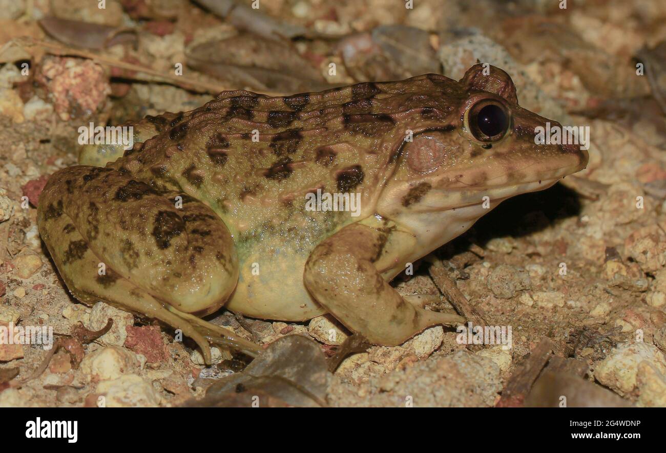 Stierfrosch; großer Stierfrosch; niedlicher froggy; Hoplobachus crassus aus Sri lanka; Frösche in einem Feuchtgebiet; Stockfoto