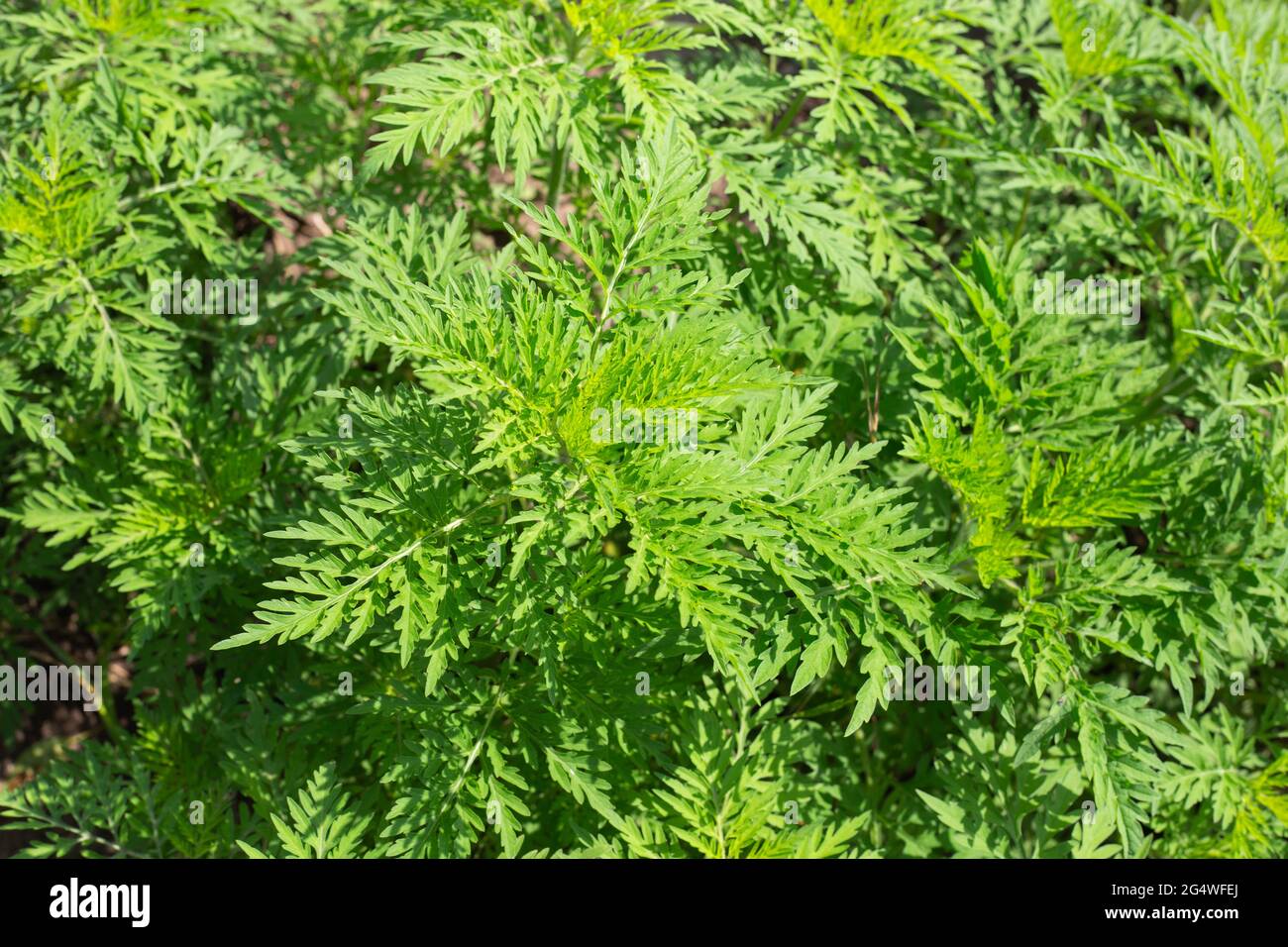 Ambrosia Büsche im Sommer. Mehrjährige Unkrautpflanze verursacht eine starke allergische Reaktion, Heuschnupfen. Stockfoto