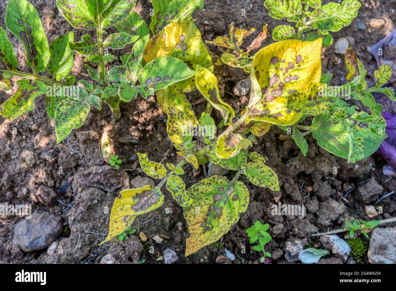 Braune Flecken auf den Blättern der Vivaldi-Kartoffelpflanze, die von einer frühen Schlage betroffen sind. Stockfoto