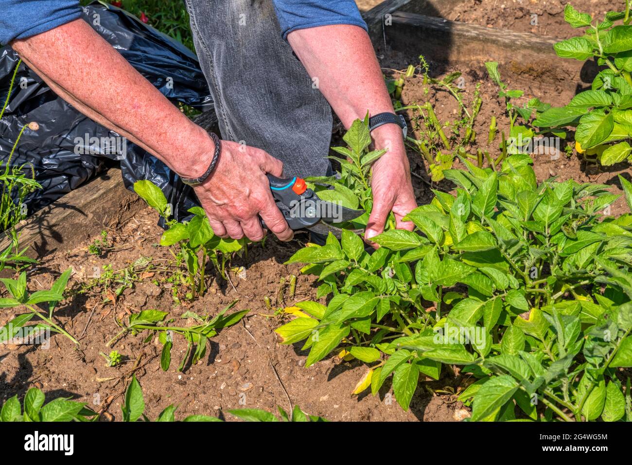 Frau entfernt Blätter auf Kartoffelpflanze durch frühe Ausbrand betroffen. Stockfoto