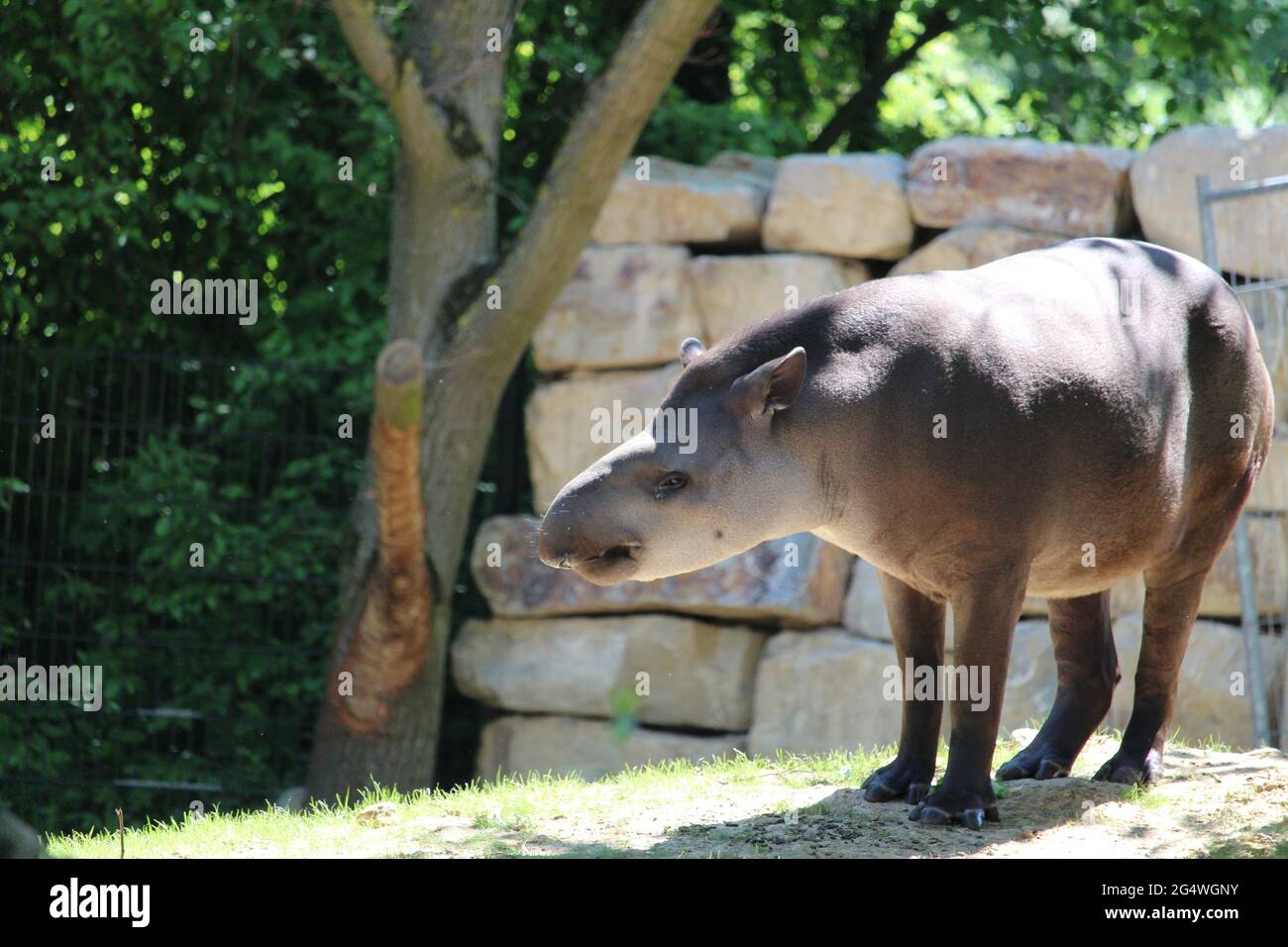 Einsames Tapir, das im Freien ruht Stockfoto