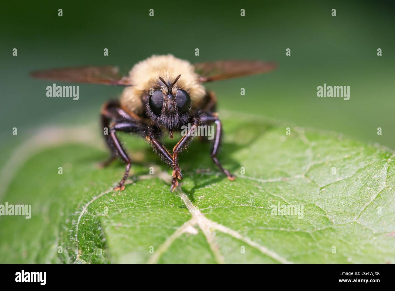 Auf einem Blatt im Taylor Creek Park in Toronto, Ontario, ruht eine Bumble Bee Mimic Robber Fly (Laphria thoracica). Stockfoto