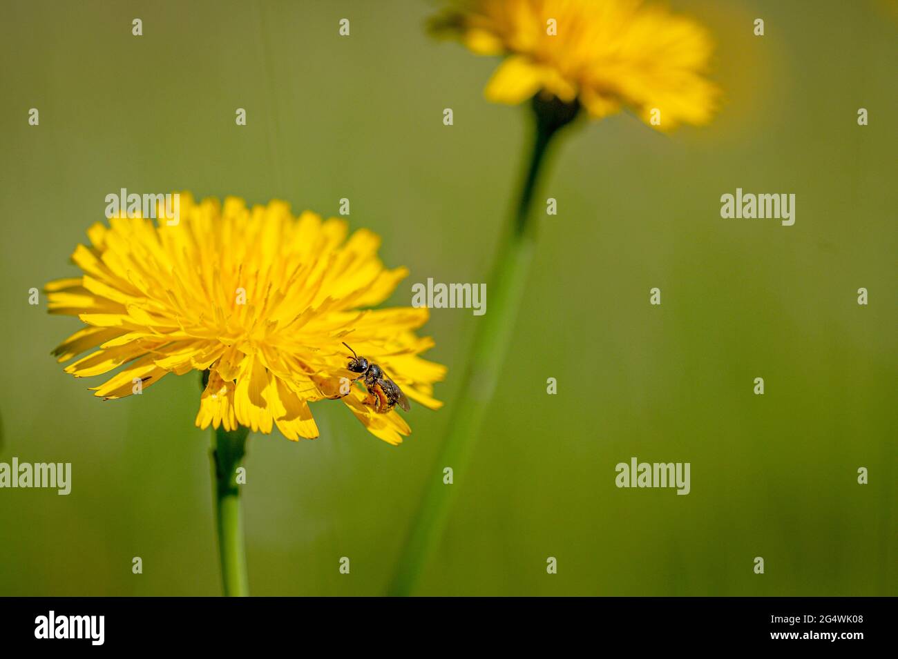 Schwarze Soldatenfliege, hermetia illucens, sammelt Pollen von einer Melonenblume Stockfoto