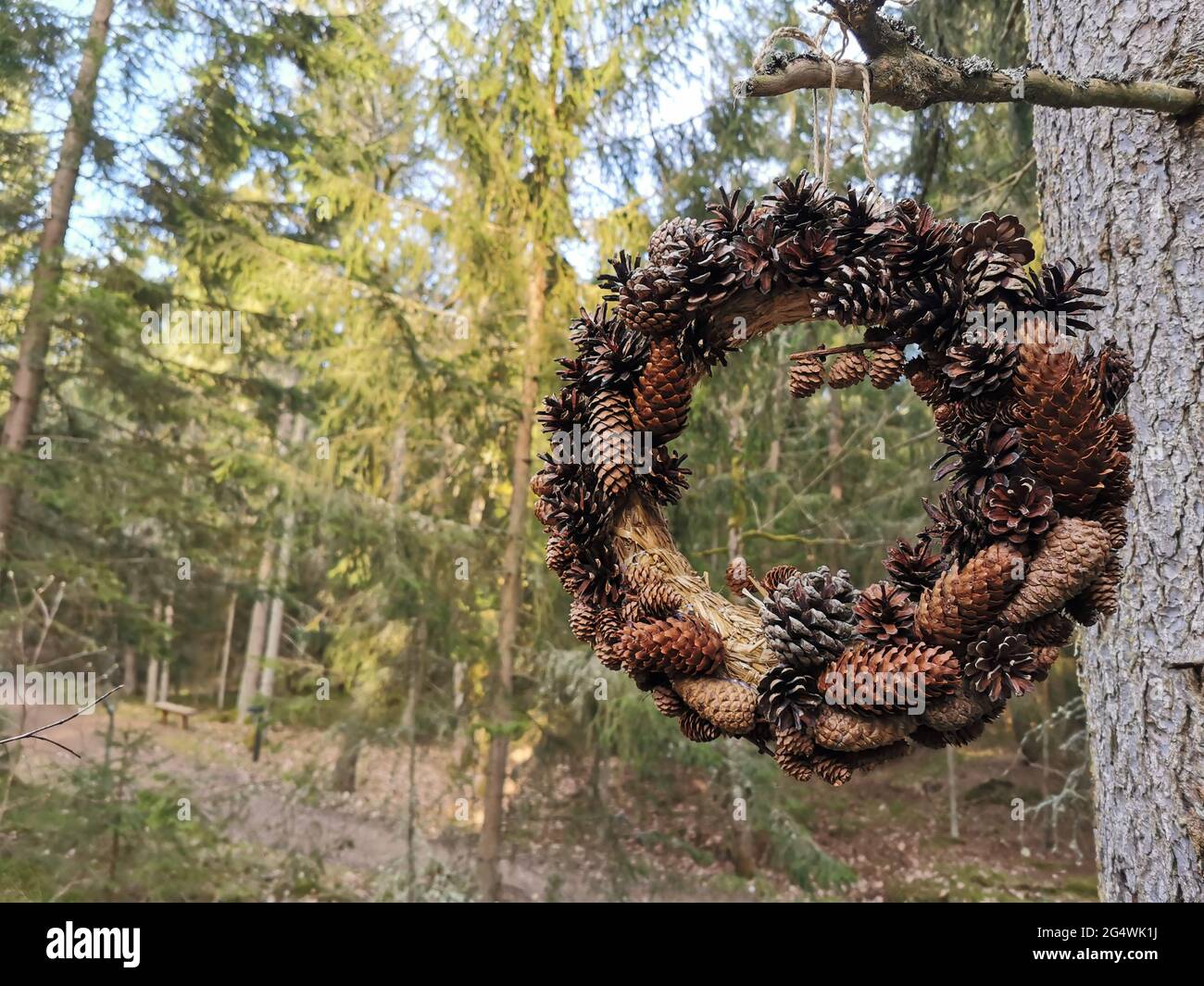 Eine Krone aus den Kegeln von Nadelbäumen, mit einem Wald als Hintergrund. Stockfoto