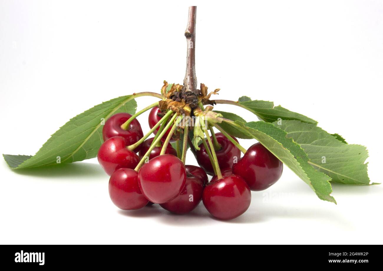 Rote Kirschen mit isolierten Blättern auf weißem Hintergrund. Reife Beerenzweig Stockfoto