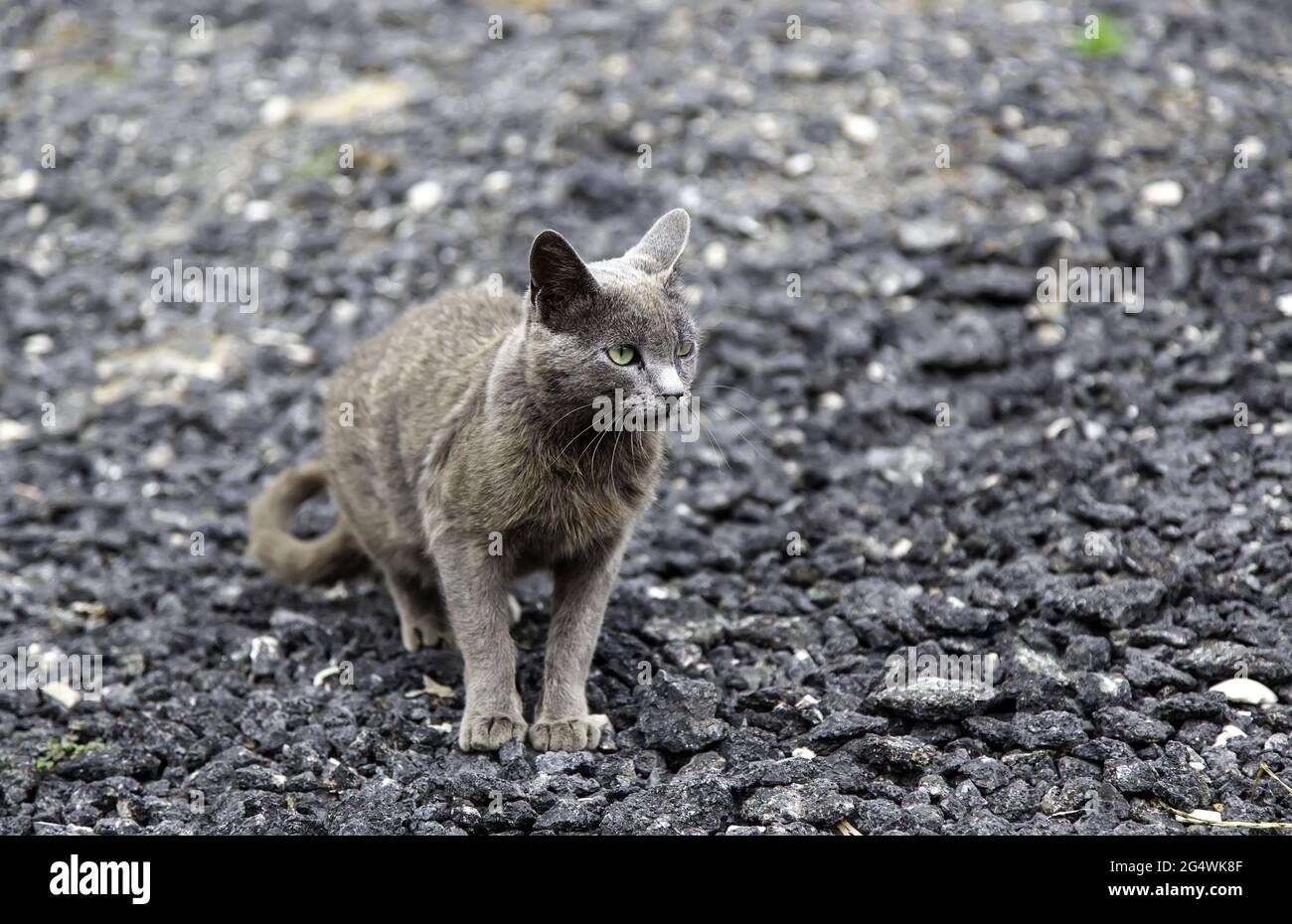 Graue Katzen auf der Straße auf der Suche nach Nahrung verlassen, häusliche Säugetier Tier Stockfoto