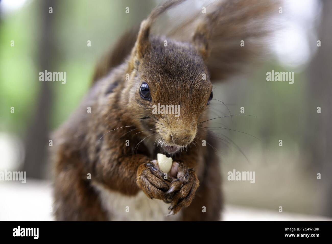 Eichhörnchen essen Nüsse im Wald, wilde und freie Tiere Stockfoto