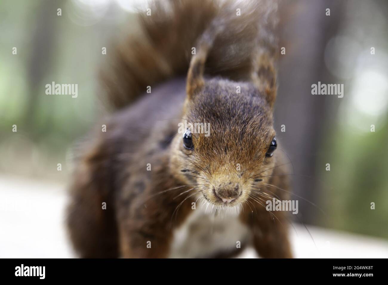 Eichhörnchen essen Nüsse im Wald, wilde und freie Tiere Stockfoto