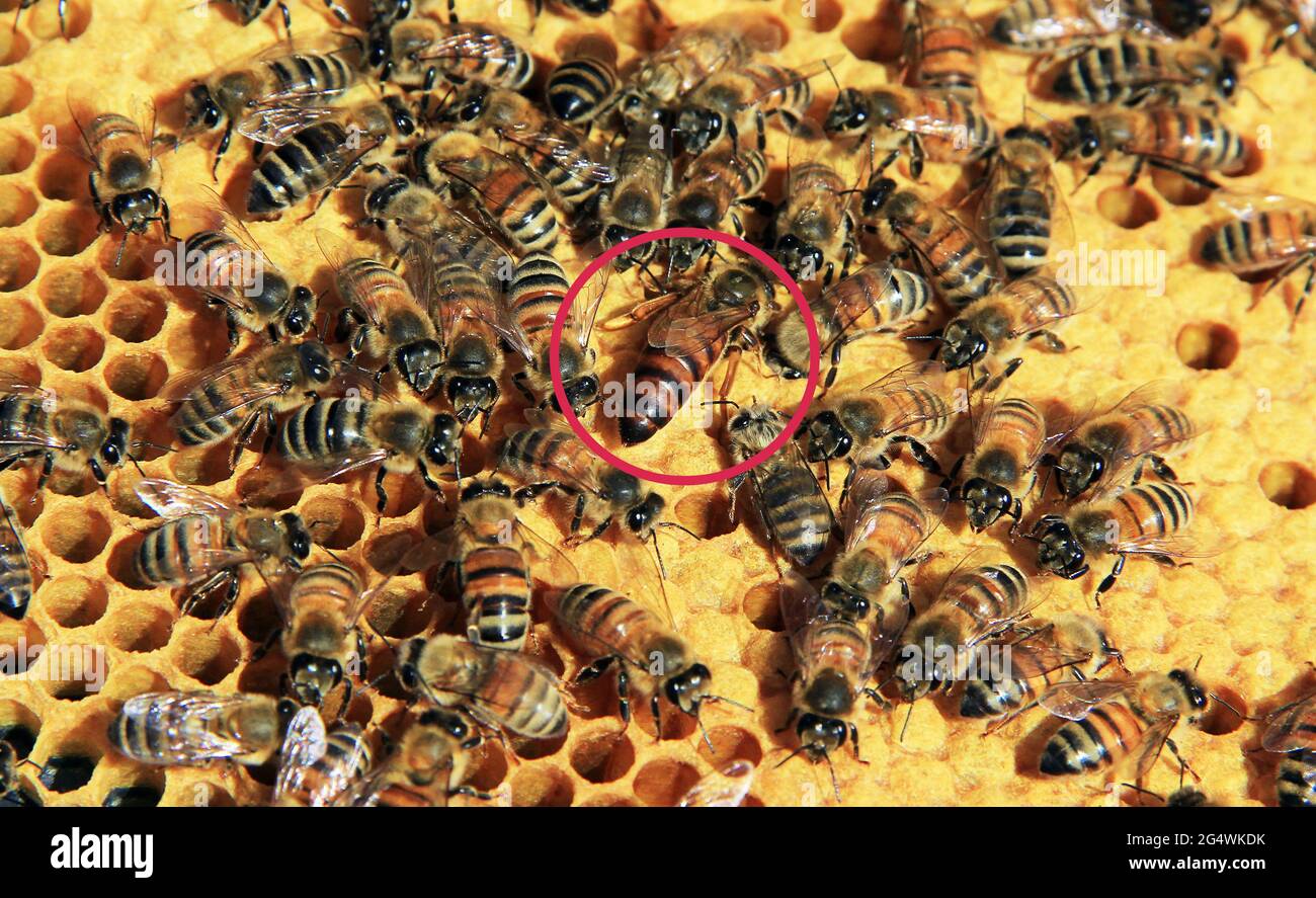 Queen Bee kreiste unter ihren Arbeitern auf einem Hive Frame Stockfoto