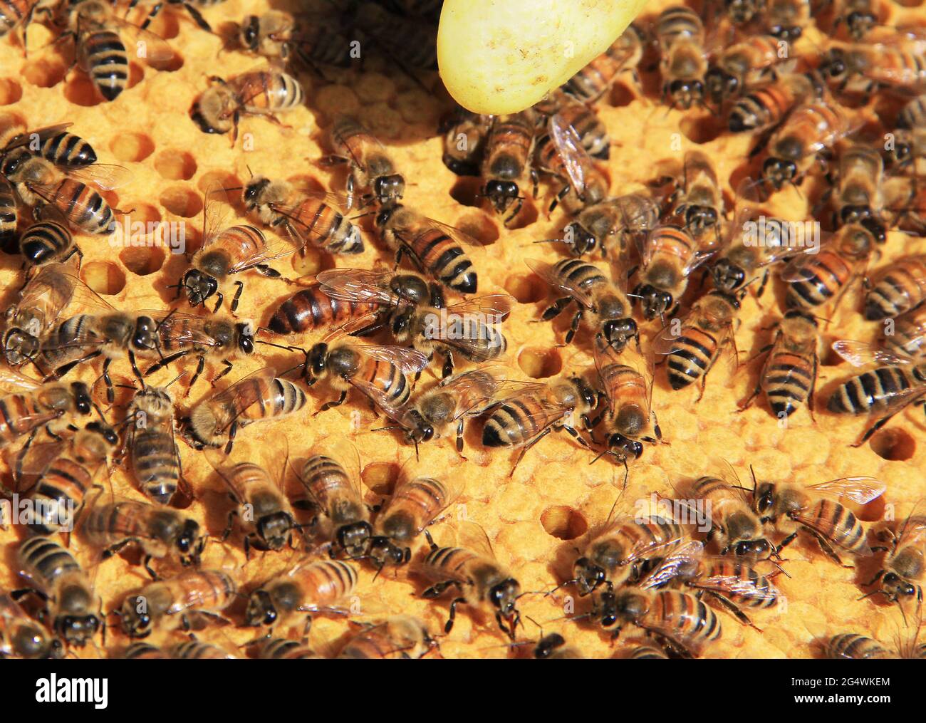 Queen Bee unter ihren Arbeitern auf einem Hive-Brutnest-Rahmen Stockfoto