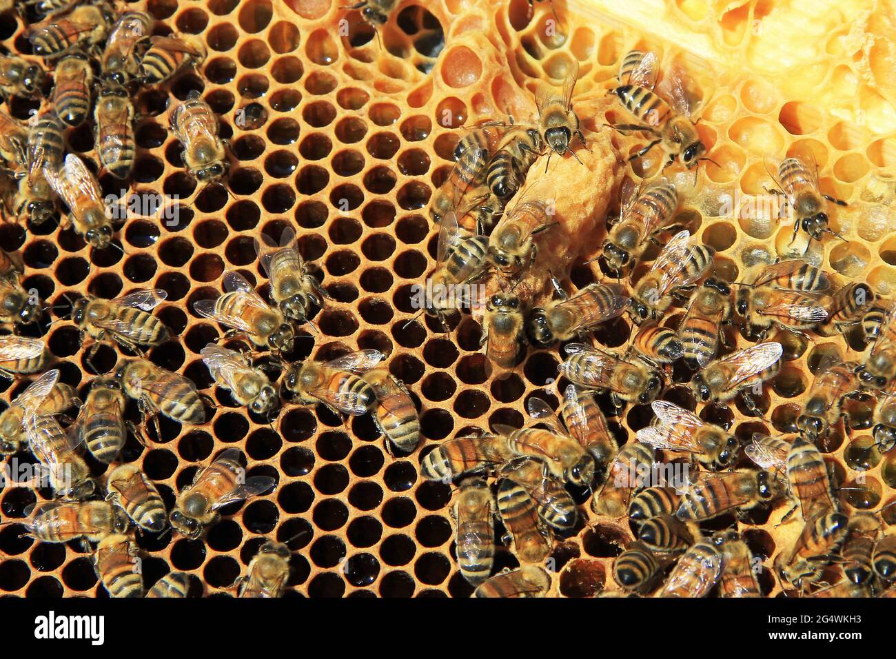 Nahaufnahme eines mit Nektar gefüllten Honigkämms und einer Königenzelle mit Arbeiterbienen in einem Langstroth-Bienenstock. Stockfoto