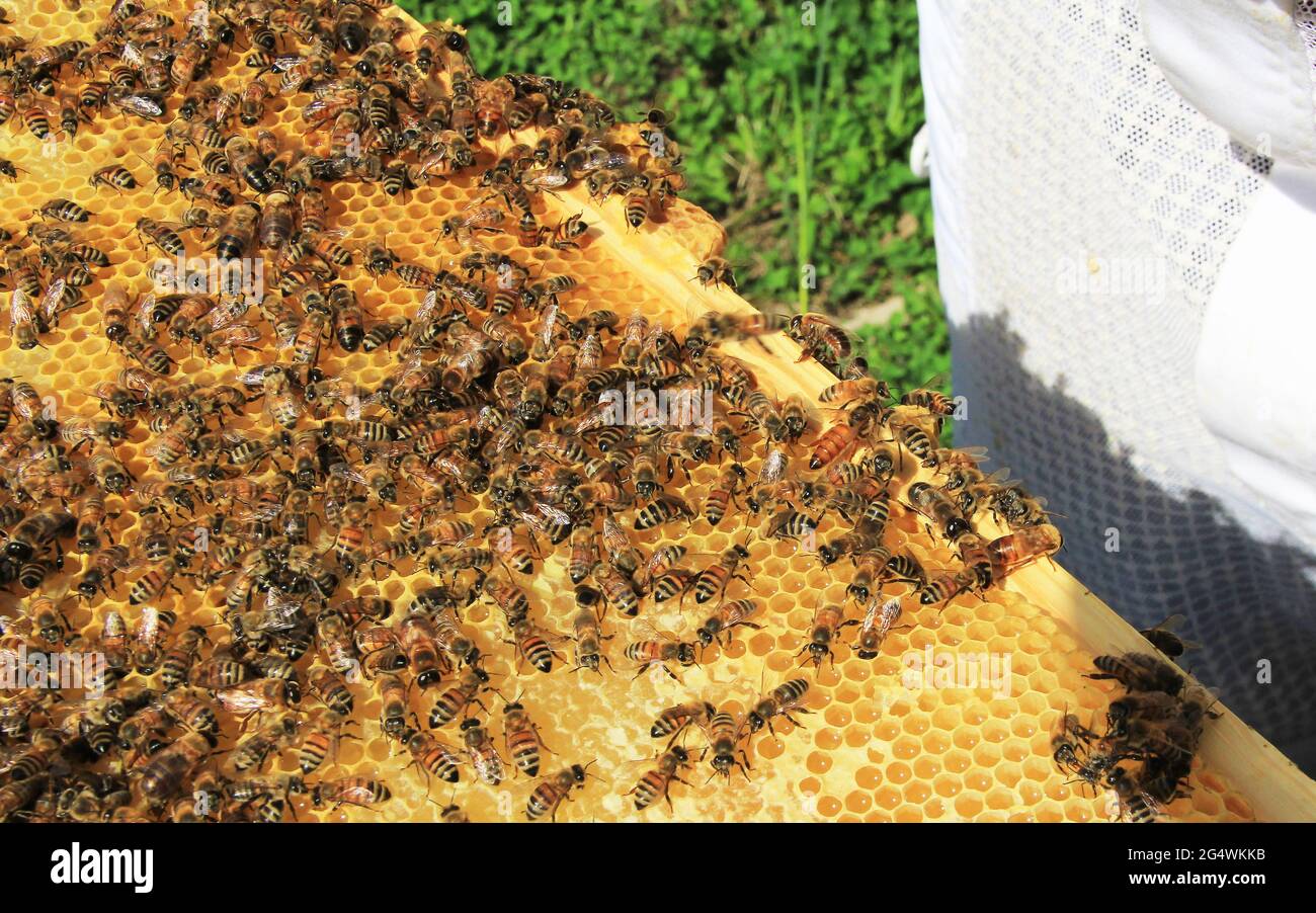 Queen Bee unter ihren Arbeitern auf einem Hive Frame Stockfoto