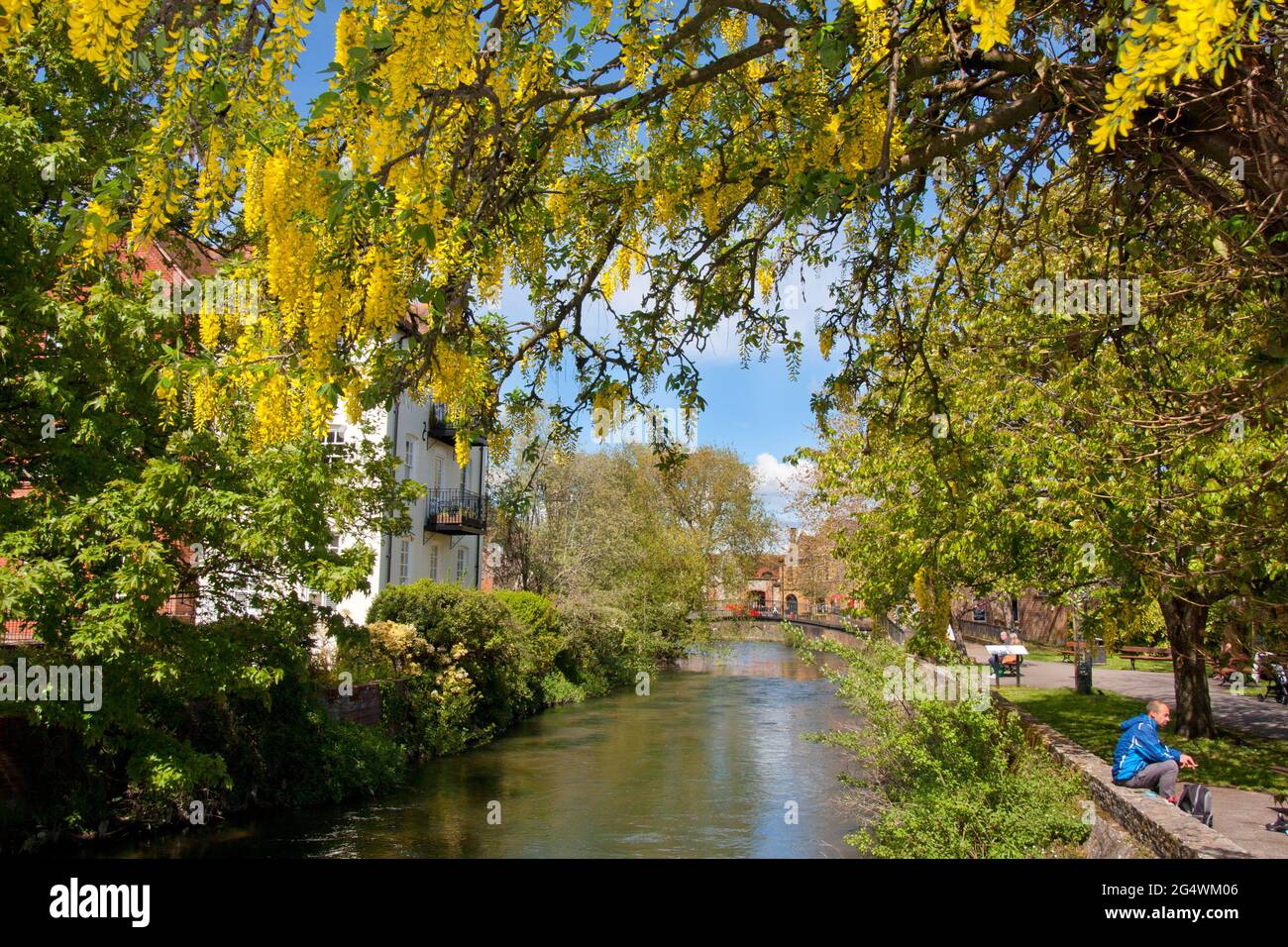 River Avon von der Crane Street Bridge, eingerahmt von einem blühenden Laburnam-Baum, Salisbury, Wiltshire, England Stockfoto