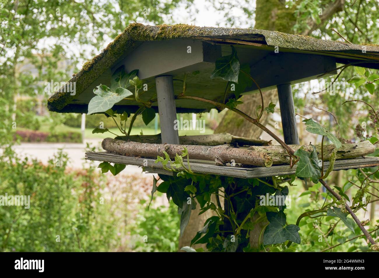 Altes Vogelfutterhäuschen aus Holz, das im Frühling in einem Garten mit hedera-Kriechgang überwuchert wurde. Stockfoto