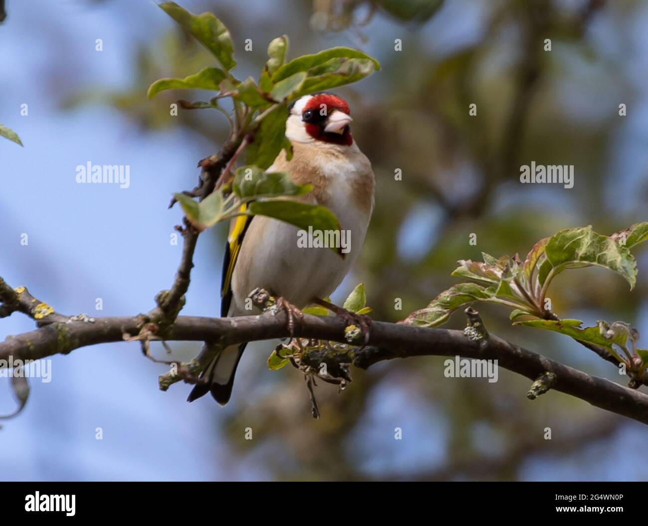 Eurasischer Goldfink-Vogel auf einem Ast eines blühenden Baumes Stockfoto