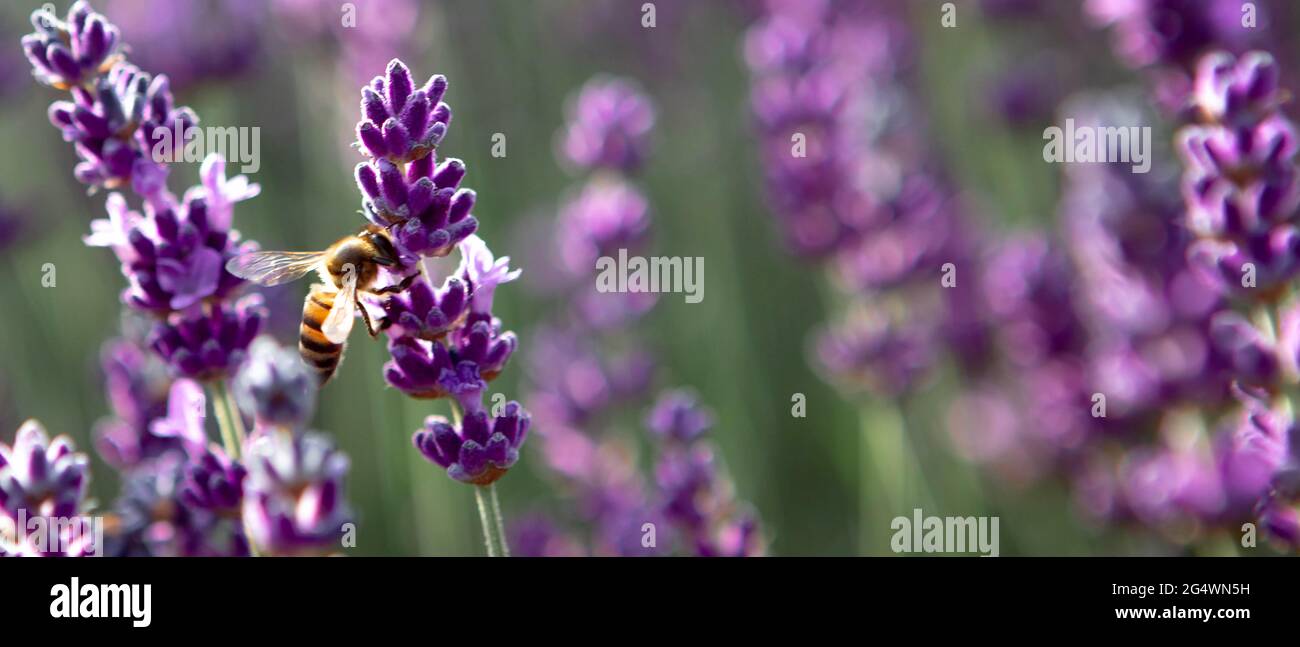 Banner mit Lavendelblütenfeld bei Sonnenstrahlen Stockfoto