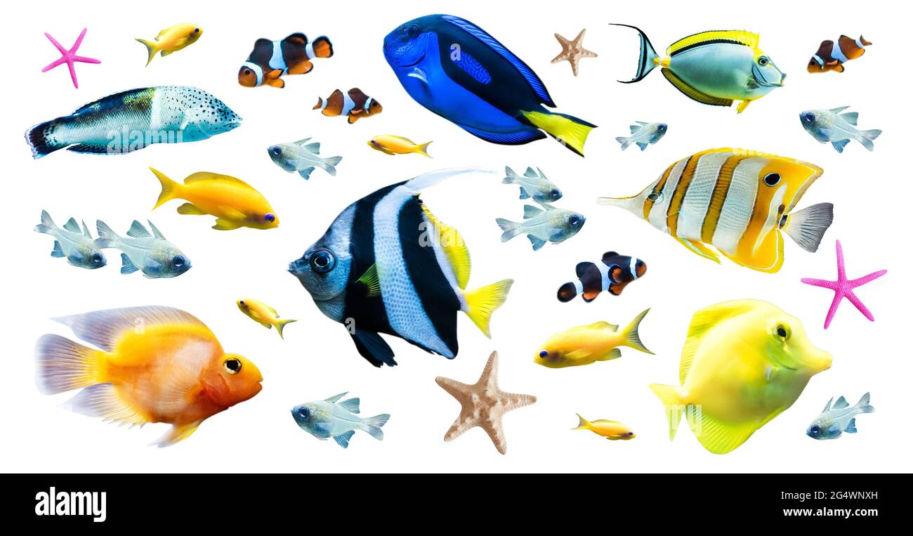 Vielfalt von hellen tropischen Fischen isoliert auf weißem Hintergrund Stockfoto