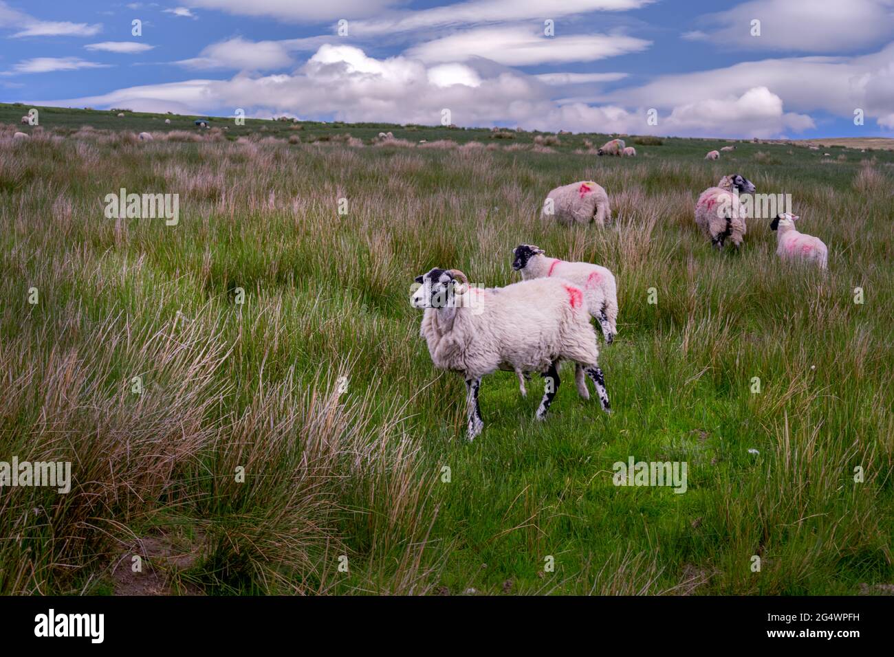 Swaledale Schafe in einem Feld im Frühjahr in den Upper Pennines, County Durham, England Stockfoto