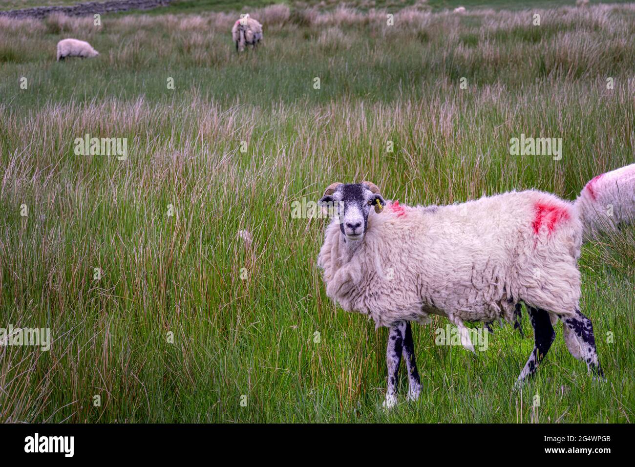 Swaledale Schafe in einem Feld im Frühjahr in den Upper Pennines, County Durham, England Stockfoto