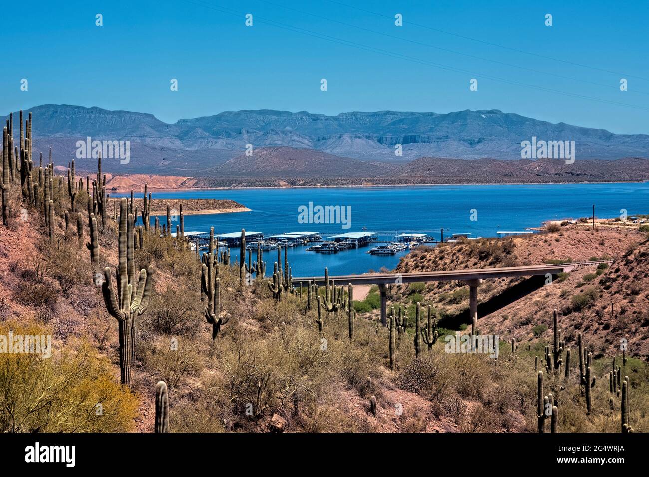 Saguaro Kakteen und der Roosevelt Lake Marina, Arizona Trail, Roosevelt, Arizona, USA Stockfoto