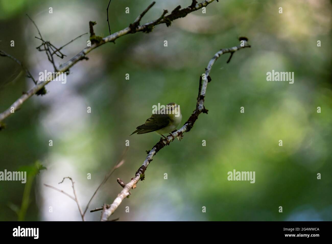 Waldsänger (Phylloscopus sibilatrix), aufgenommen bei RSPB Dinas Stockfoto