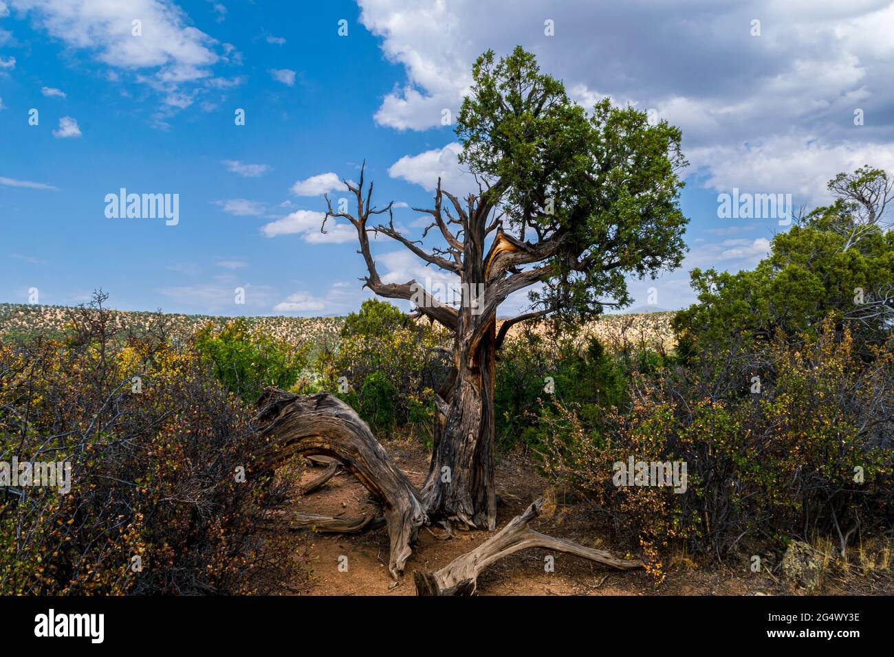 Ein eineinziger Baum steht als wächter in der Nähe des Randes des Black Canyon des Gunnison's Cedar Point Ridge Stockfoto