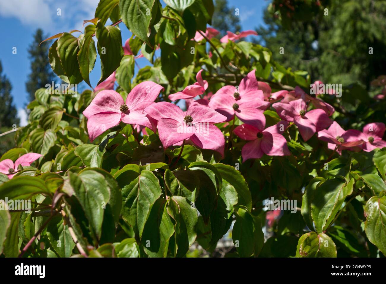 Blüten des rosa blühenden Dogwood-Baumes, Cornus florida 'Rubra'. Stockfoto