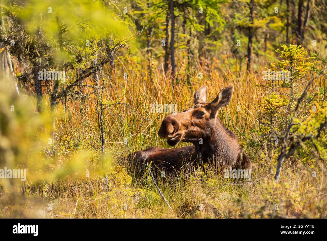 Elchweibchen (Alces alces) im Liard River Hotsprings Provincial Park British Columbia, Kanada Stockfoto