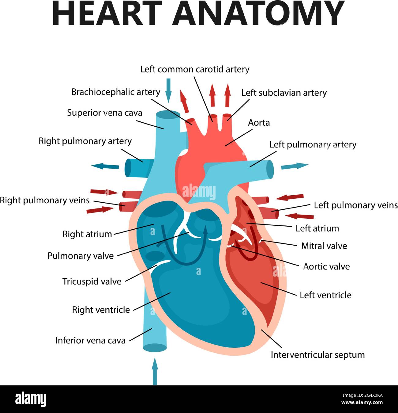Diagramm der Nahaufnahme des Herzblutflusses. Kardiologisches Konzept. Pädagogisches Diagramm mit menschlichem Herzquerschnitt. Stock Vektor
