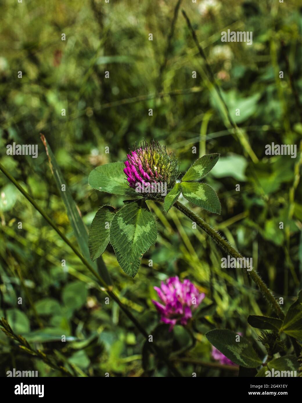 Wilder purpurner Kleeblatt blüht in einem Feld wilder Blumen Stockfoto