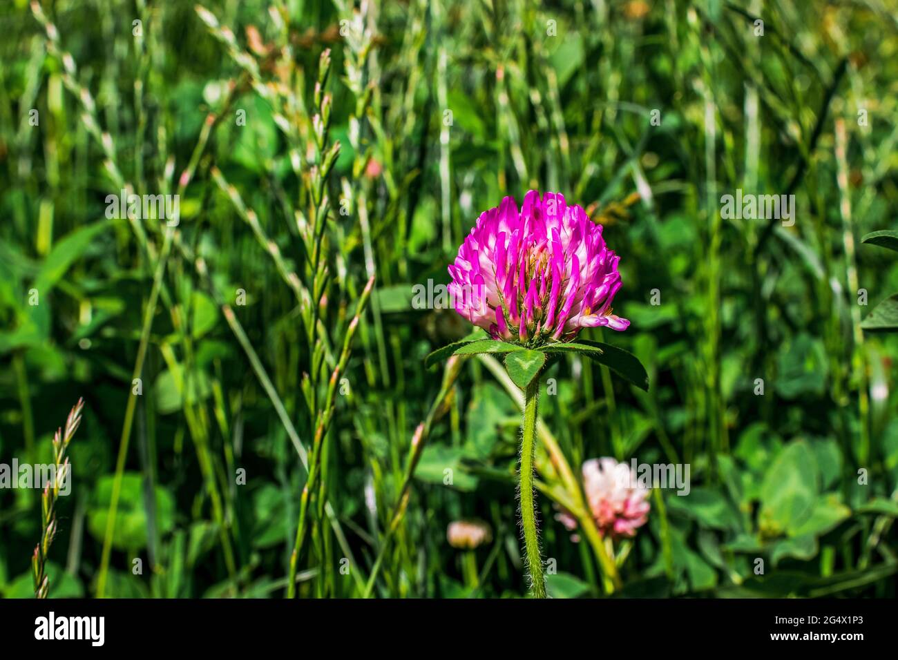 Wilder purpurner Kleeblatt blüht in einem Feld wilder Blumen Stockfoto