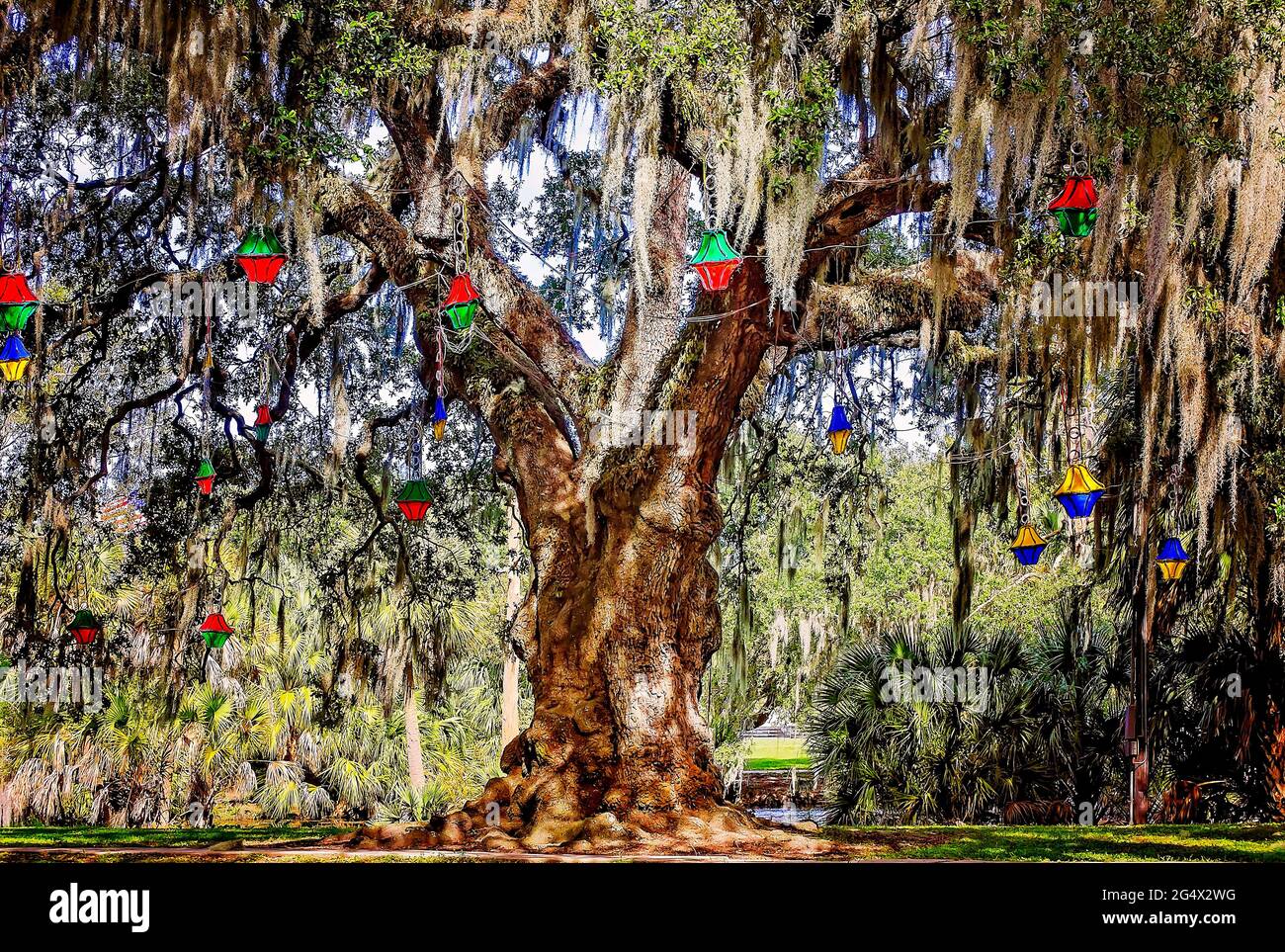 Im historischen Eichenwald im New Orleans City Park, 14. November 2015, in New Orleans, Louisiana, steht eine lebende Eiche des Südens. Stockfoto