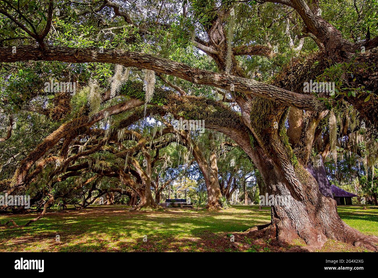 Im historischen Eichenwald im New Orleans City Park, 14. November 2015, in New Orleans, Louisiana, steht eine lebende Eiche des Südens. Stockfoto