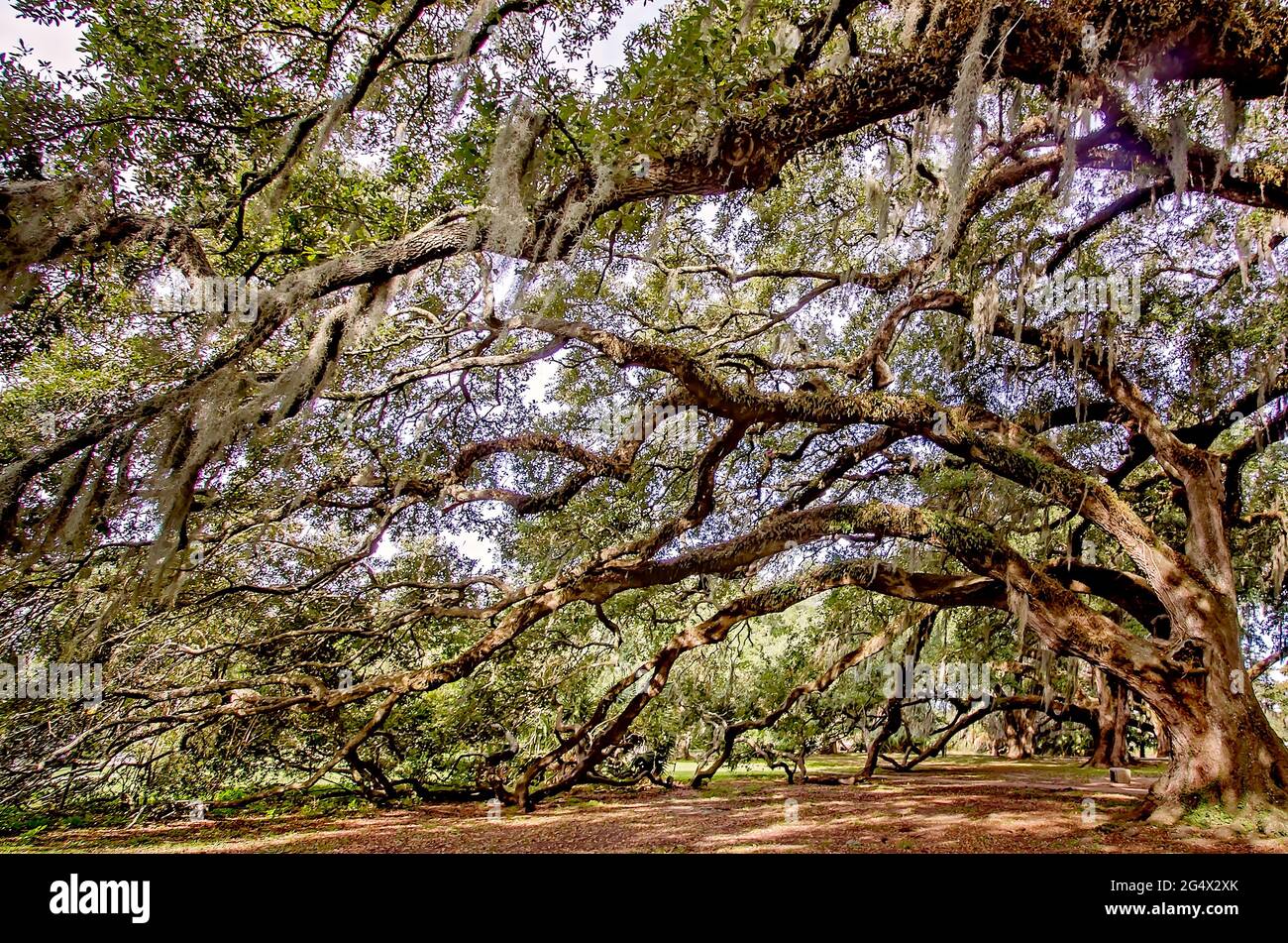 Im historischen Eichenwald im New Orleans City Park, 14. November 2015, in New Orleans, Louisiana, stehen lebende Eichen aus dem Süden. Stockfoto