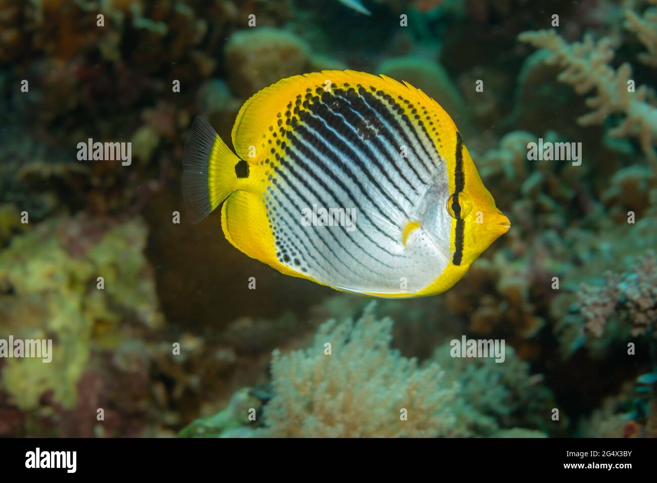 Der Fleckschwanz-Falterfisch, Chaetodon ocellicaudus, wird in der Regel in korallenreichen Gebieten, Philippinen, gefunden. Stockfoto
