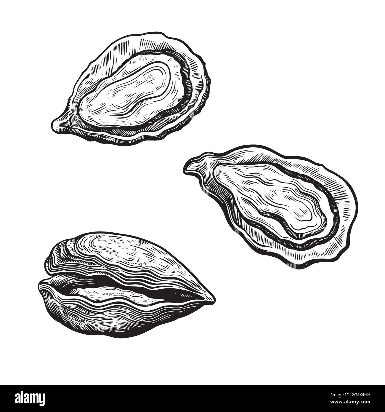Satz von Austernschalen isoliert auf weißem Hintergrund im Vintage Retro-Skizzengravur-Stil. Darstellung von Meerestieren Stock Vektor