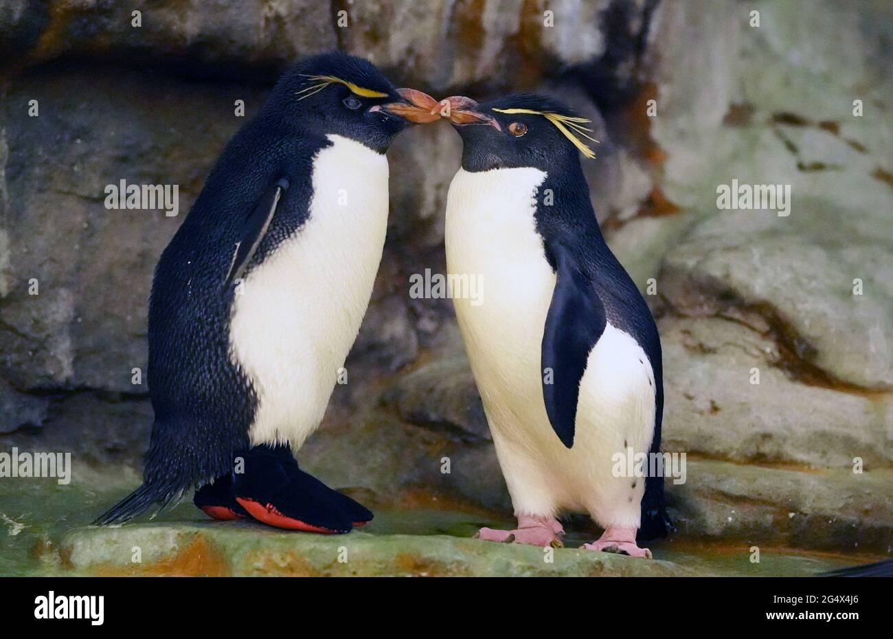 St. Louis, Usa. Juni 2021. Enrique (L) ein Rockhopper Pinguin trägt am Mittwoch, den 23. Juni 2021, an der Pinguin- und Puffin-Küste im Zoo von Saint Louis in St. Louis spezielle Schuhe. Enrique, der 30 Jahre alt ist, begann letztes Jahr mit Arthritis-Problemen. Thera-Paw, ein Unternehmen aus New Jersey, das Schuhe für Hunde und Katzen anstellt, hat ein spezielles Paar Schuhe für Enrique entworfen. Die gepolsterten Gummischuhe werden jeden Morgen auf seine Füße gelegt und nachts wieder herausgenommen. Foto von Bill Greenblatt/UPI Credit: UPI/Alamy Live News Stockfoto