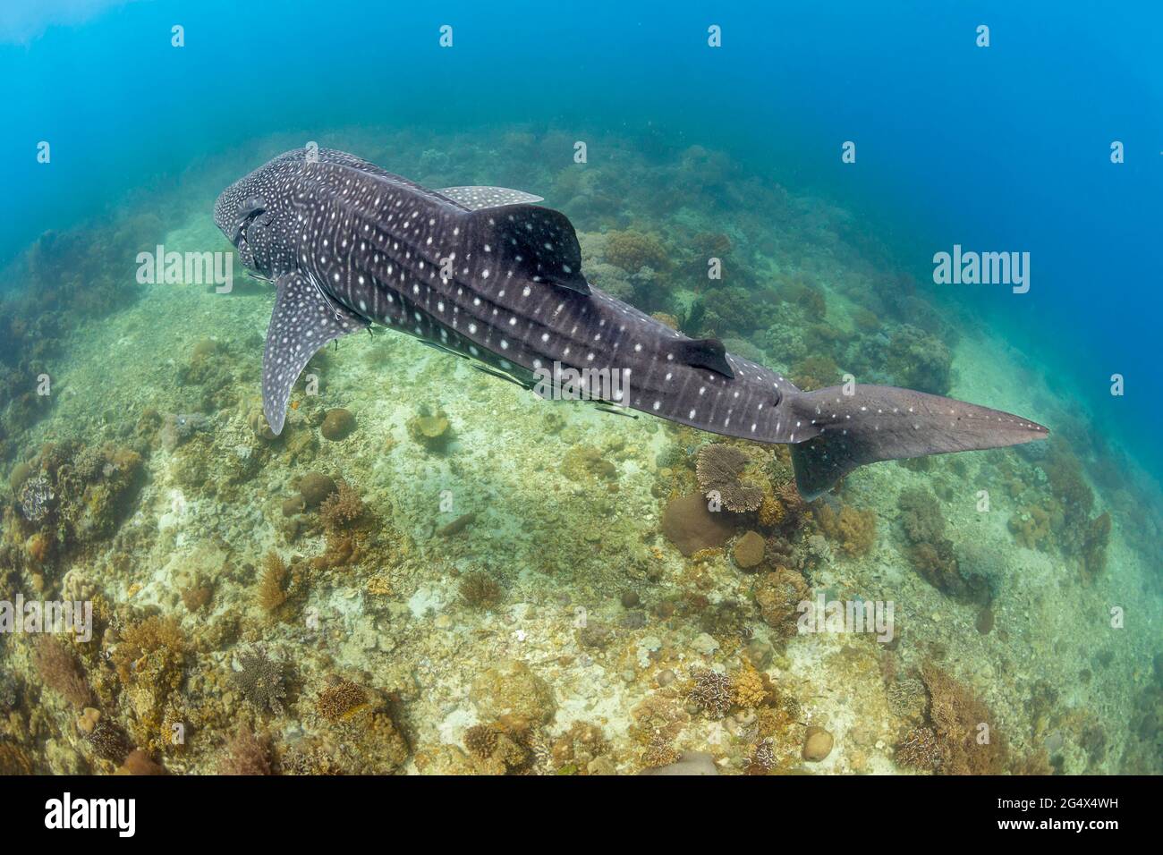 Ein Walhai, Rhiniodon-Typus, der über ein flaches Riffgebiet auf den Philippinen fährt. Dies ist die weltweit größte Fischart. Stockfoto