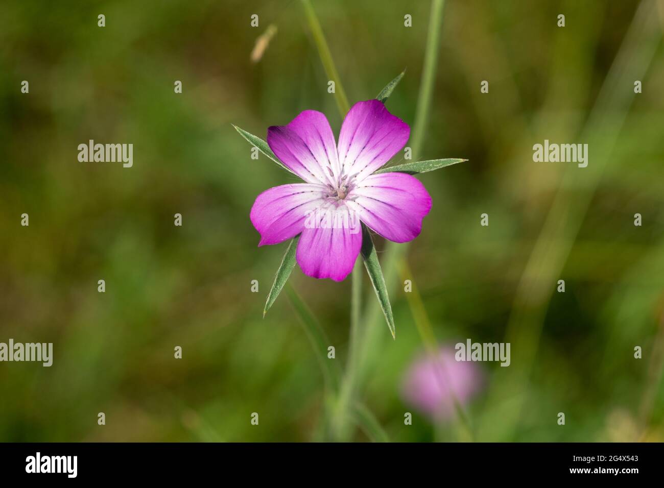 Agrostemma githago, gemeine Maismaulblüte in Wiesenklaue selektiver Fokus Stockfoto